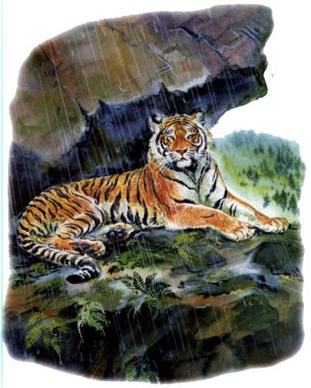 тигр лежит на камне