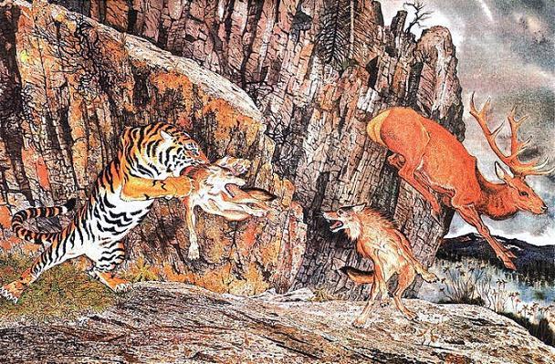 тигр напал на волка Амба