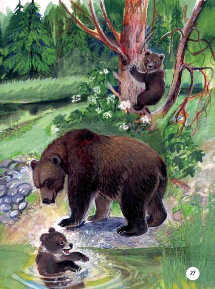 Бурый медведь медведица и медвежата