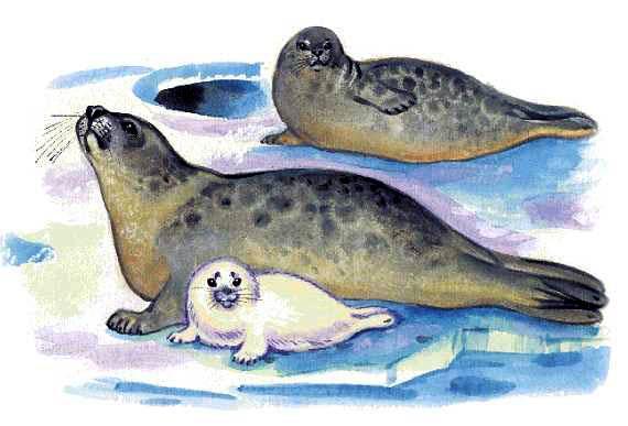 Тюлень и белёк