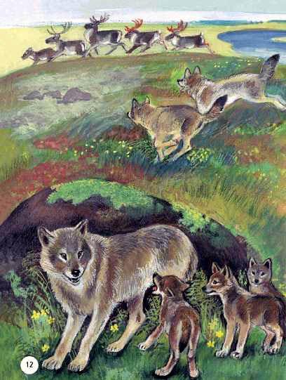 Тундровые волки загоняют оленей