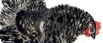 Баба и курица - Лев Толстой