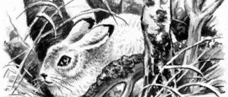 Белая шубка - Георгий Скребицкий