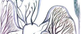 Белая сказка - Петров В. - Зарубежные писатели