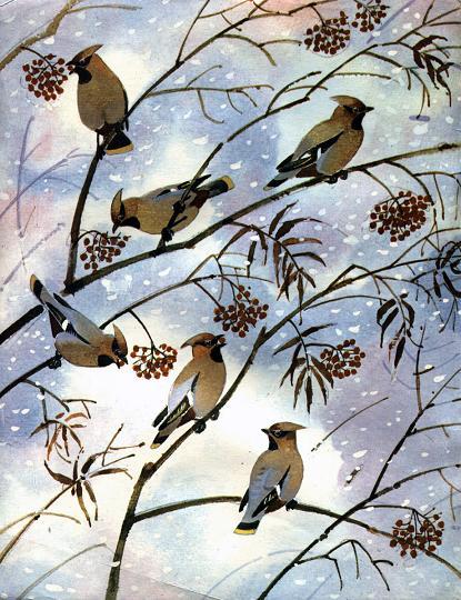 птицы на ветках едят рябину зимой