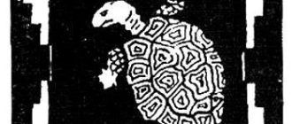 Черепаха и Каипора - Бразильская сказка