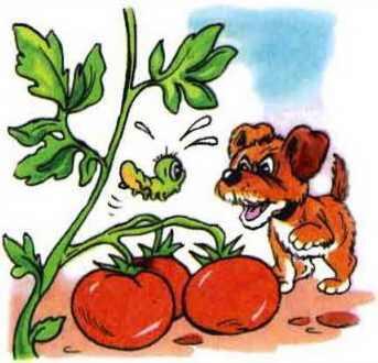 собака и помидоры