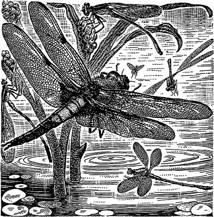 Четырехпятнистая стрекоза настигает комара