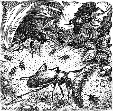 К семейству жужелиц относятся и крупные жуки, способные справиться с большой гусеницей