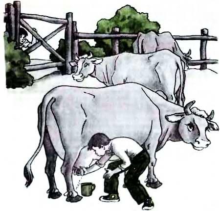 мальчик доит корову
