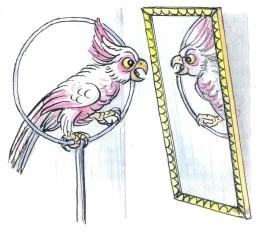 попугай в круге передзеркалом отражение
