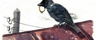 Галка - Житков Б. - Отечественные писатели