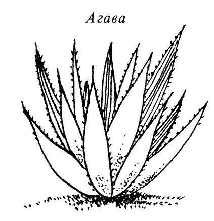 агава