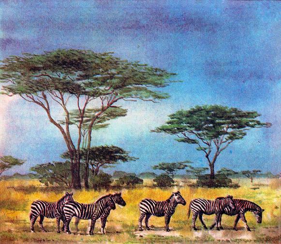 зебры в саванне