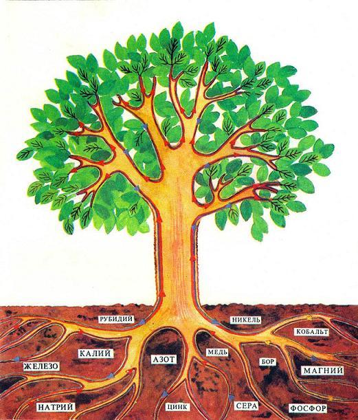 корни дерева питание