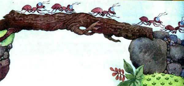 муравьи идут по бревну