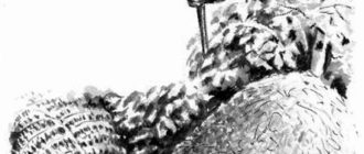 Голубой дворец - Георгий Скребицкий