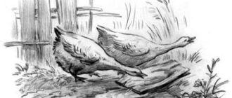 Гуси - Константин Ушинский