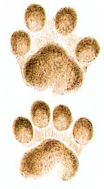 Отпечатки передней (вверху) и задней (внизу) лап тигра.