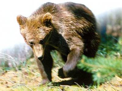 Бурый медведь — самый крупный после белого медведя наземный хищник