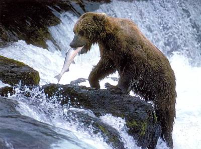 Медведь — прекрасный рыболов! Рыболовной снастью ему служат когти — острые, длинные, крючковатые.