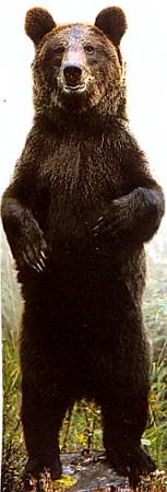 Медведь ловко ходит на задних лапах. Без косолапого, пляшущего со скоморохами, не обходилась ни одна ярмарка на Руси