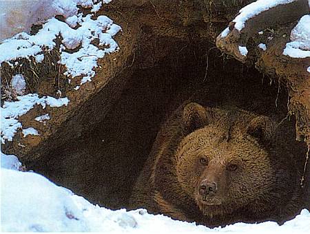 Медведь всю зиму очень крепко спит и просыпается, лишь если его что-то сильно потревожит. Весной зверя гонят из берлоги подтекающая в нее талая вода и, конечно, нестерпимый голод.