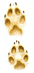 Отпечатки передней (вверху) и задней (внизу) лап волка похожи на следы крупной собаки.
