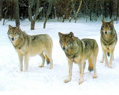 Говорят, что волки серые, хотя на самом деле их шерсть бывает и черной, и белой, и всех оттенков рыжего, желтого, серебристого, коричневого цветов.