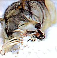 Кинжальными хищническими зубами волк может перегрызть даже хребет коровы.