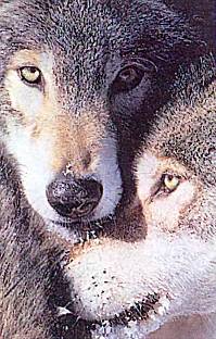 Волки трогательно выражают нежные чувства: облизывают друг друга, трутся мордами.