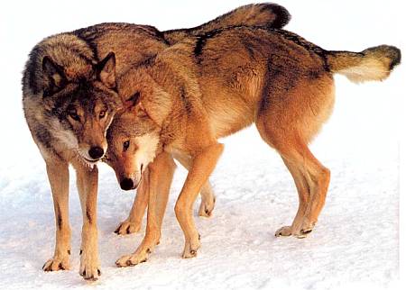 Волки заключают браки, как правило, на всю жизнь.