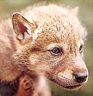 Маленькие волчата совсем беспомощные. Первый месяц мать никого к ним не подпускает, но позже ей помогают другие волки.