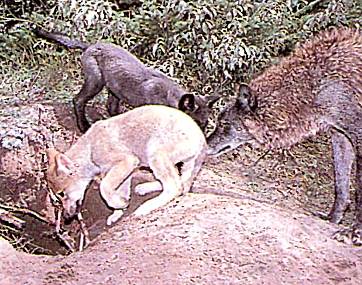 Родственники оберегают волчат от хищников и следят, чтобы малыши не заблудились.