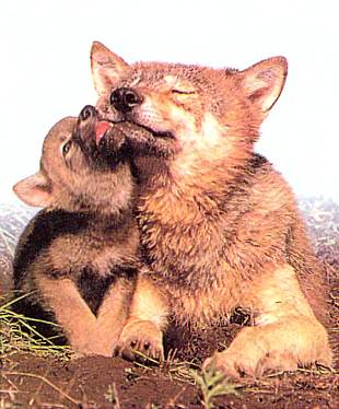 Волки — нежные и заботливые родители, но уследить за бойкими малышами нелегко. Семейная идиллия часто сменяется суровой, но справедливой трепкой.