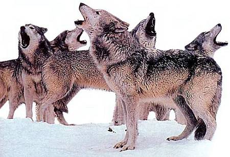 Волки воют
