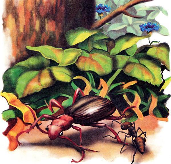 муравей и Жужелица 