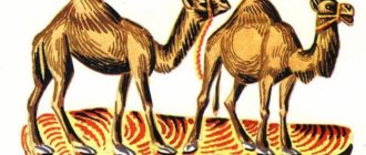 Как верблюды удачу принесли - Африканская сказка