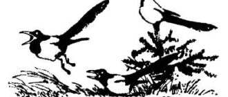 Кладовая солнца - Михаил Пришвин