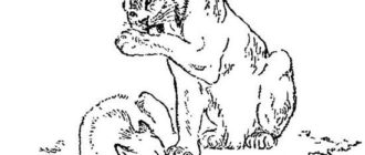 Кошка Машка - Георгий Скребицкий