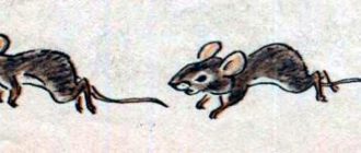 Кот с бубенцом - Лев Толстой