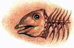 скелет рыбы
