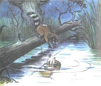 крошка енот и отражение в пруду озере 