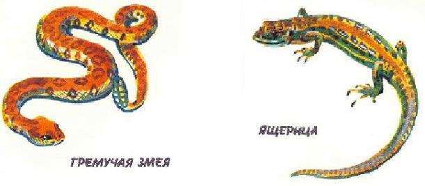 гремучая змея и ящерица