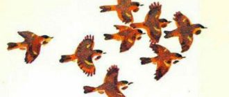 Кто видит ушами? - Танасийчук В. - Узнай-ка!