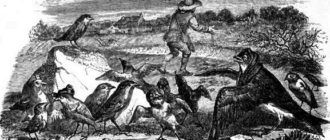 Ласточка и птицы - Эзоп