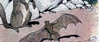 Летучая мышь и ласка - Эзоп