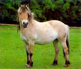 Норвежская фиордовая лошадь неприхотлива и крепка.