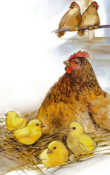 цыплята и курица в гнезде