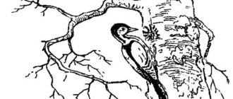 Маленький лесовод - Георгий Скребицкий